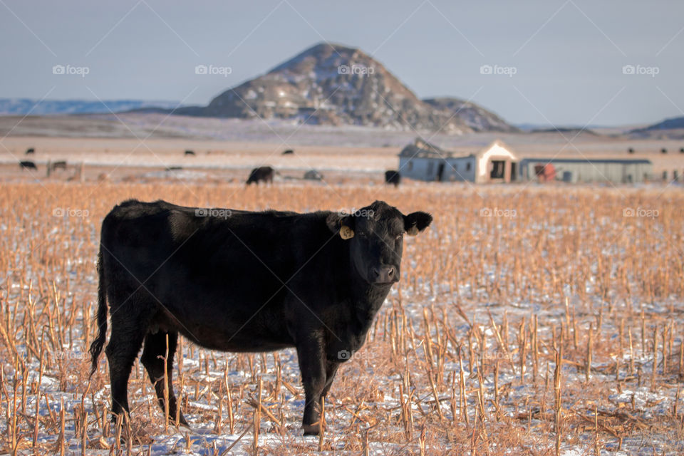 Cattle in the snow. 