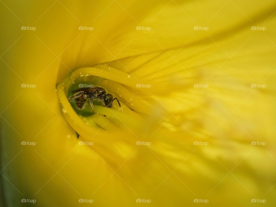Tiny wild bee in common evening-primrose blossom