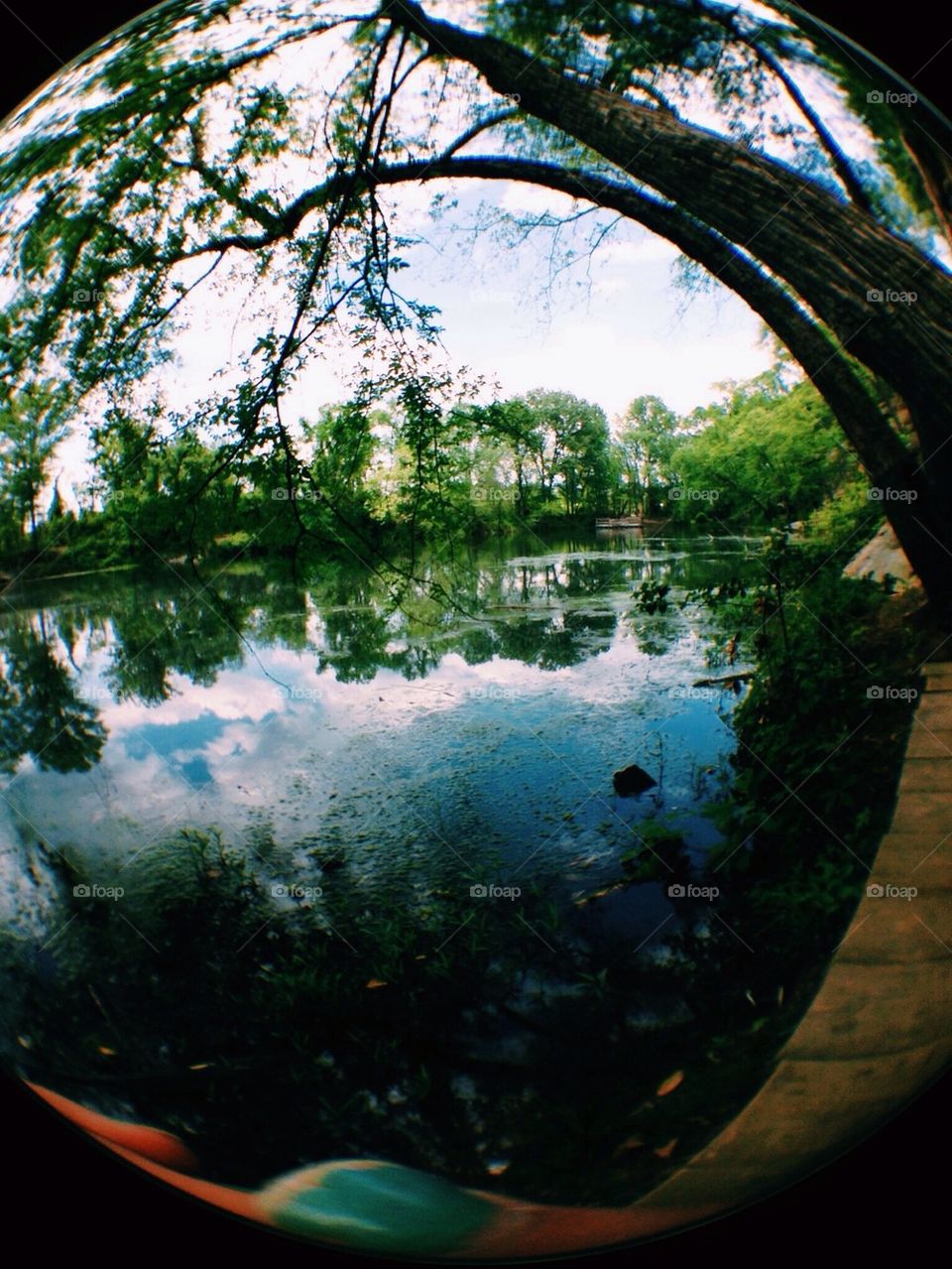 The bending tree