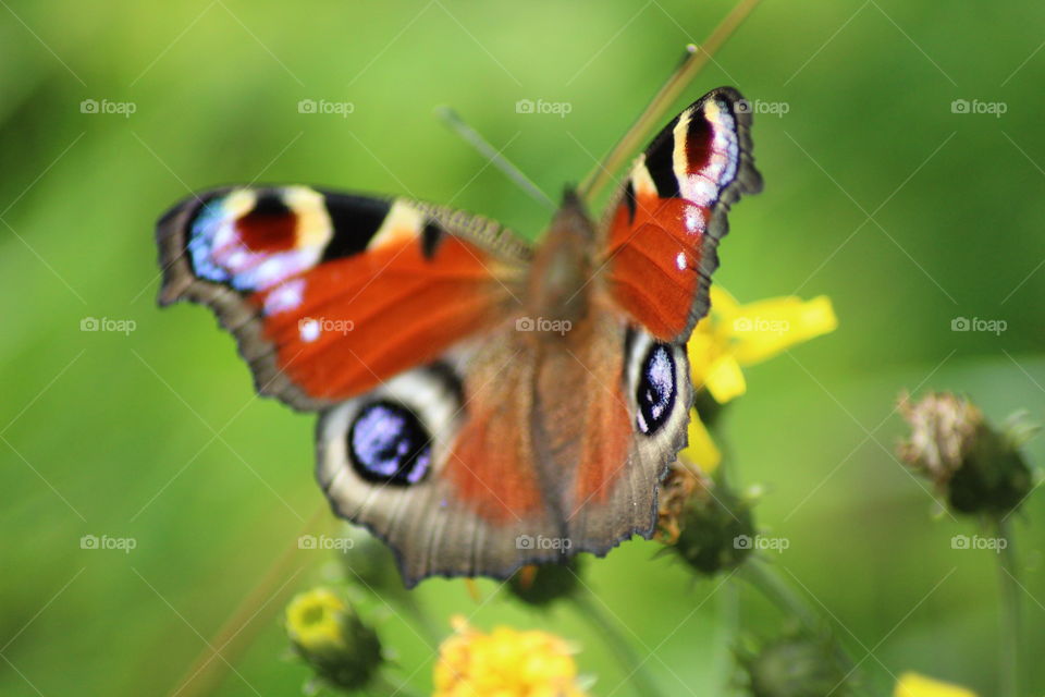 butterfly