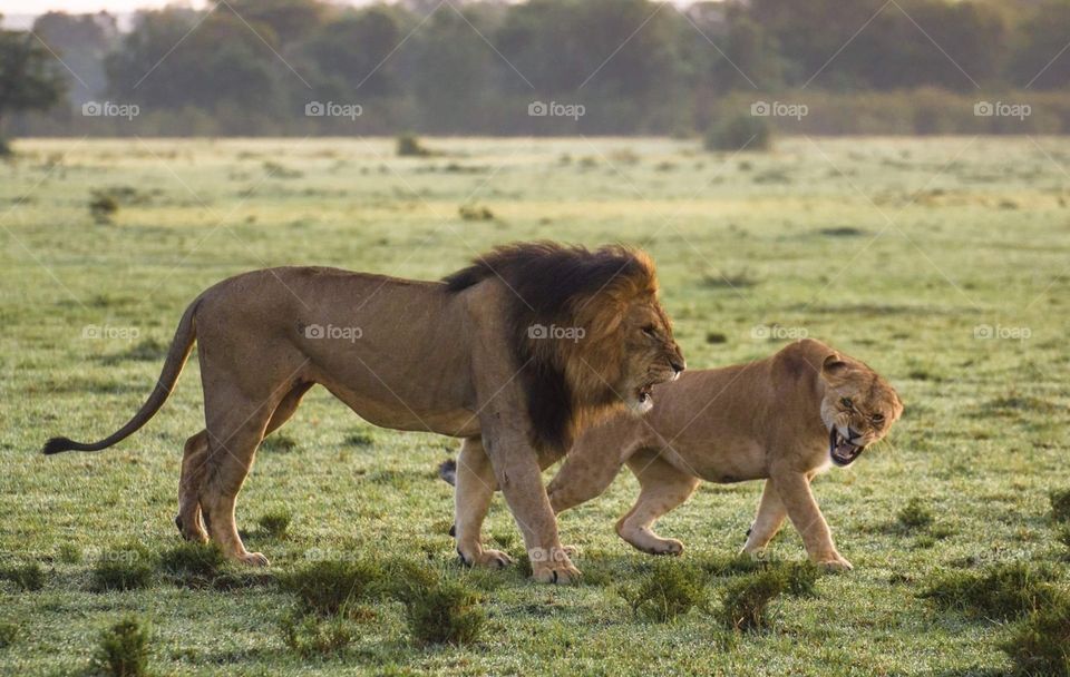 Lion and kid lion