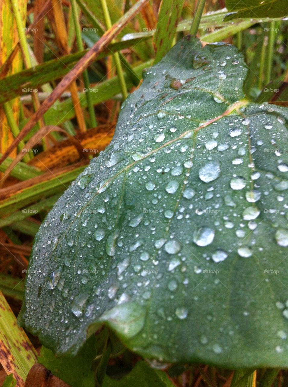 Water drops on green leaf