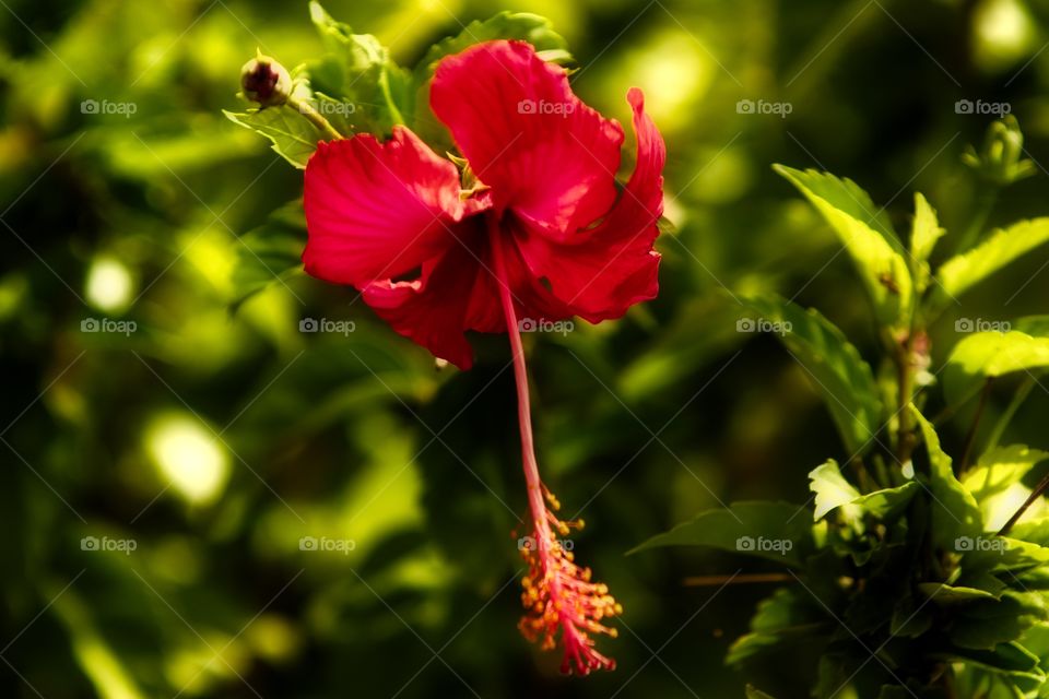 Hibiscus 