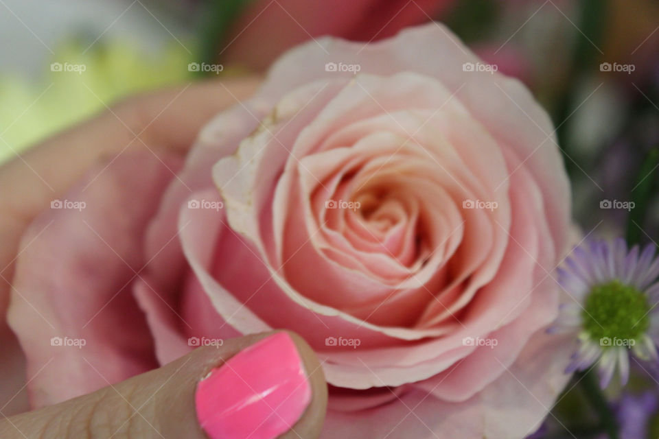Blush Rose and Flamingo Manicure