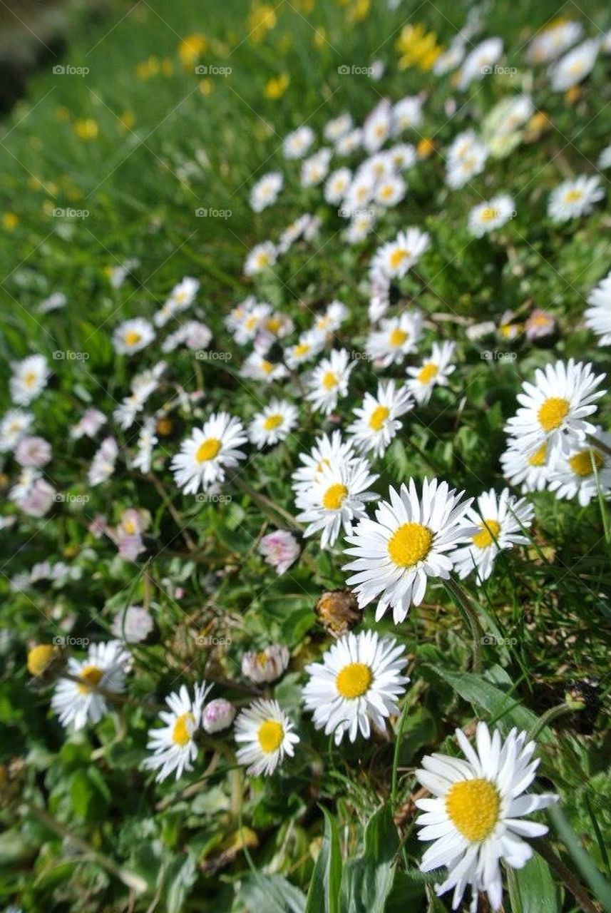 Daisies