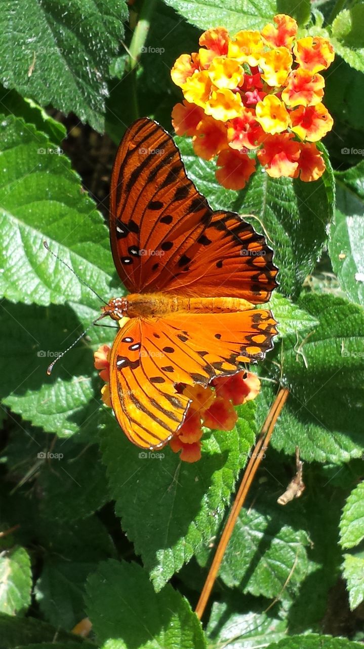 Gulf Fritillary Butterfly