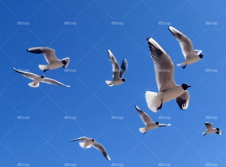 Flying seagulls in the sky 🕊️💙🕊️