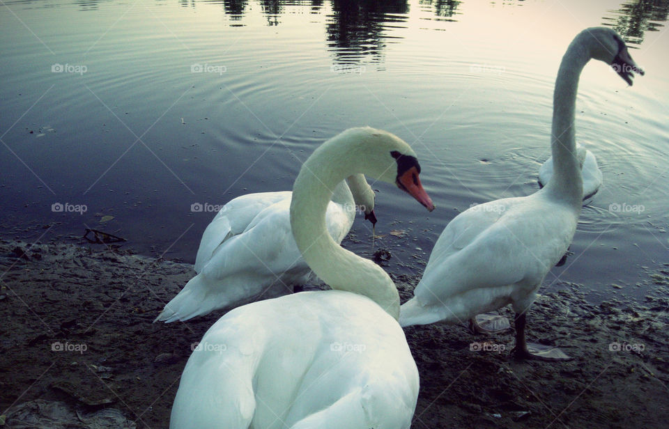 swan
