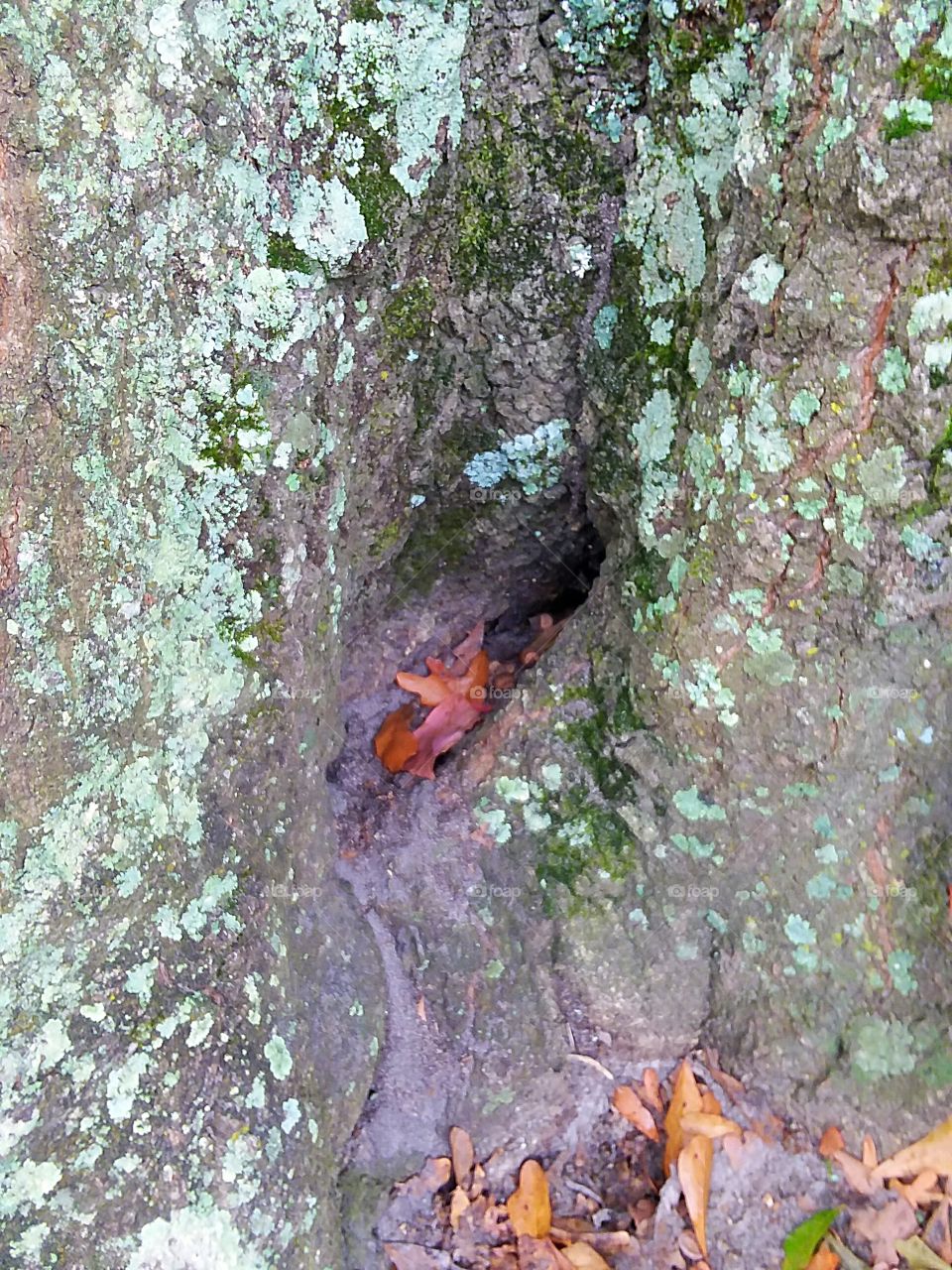 small opening in tree trunk