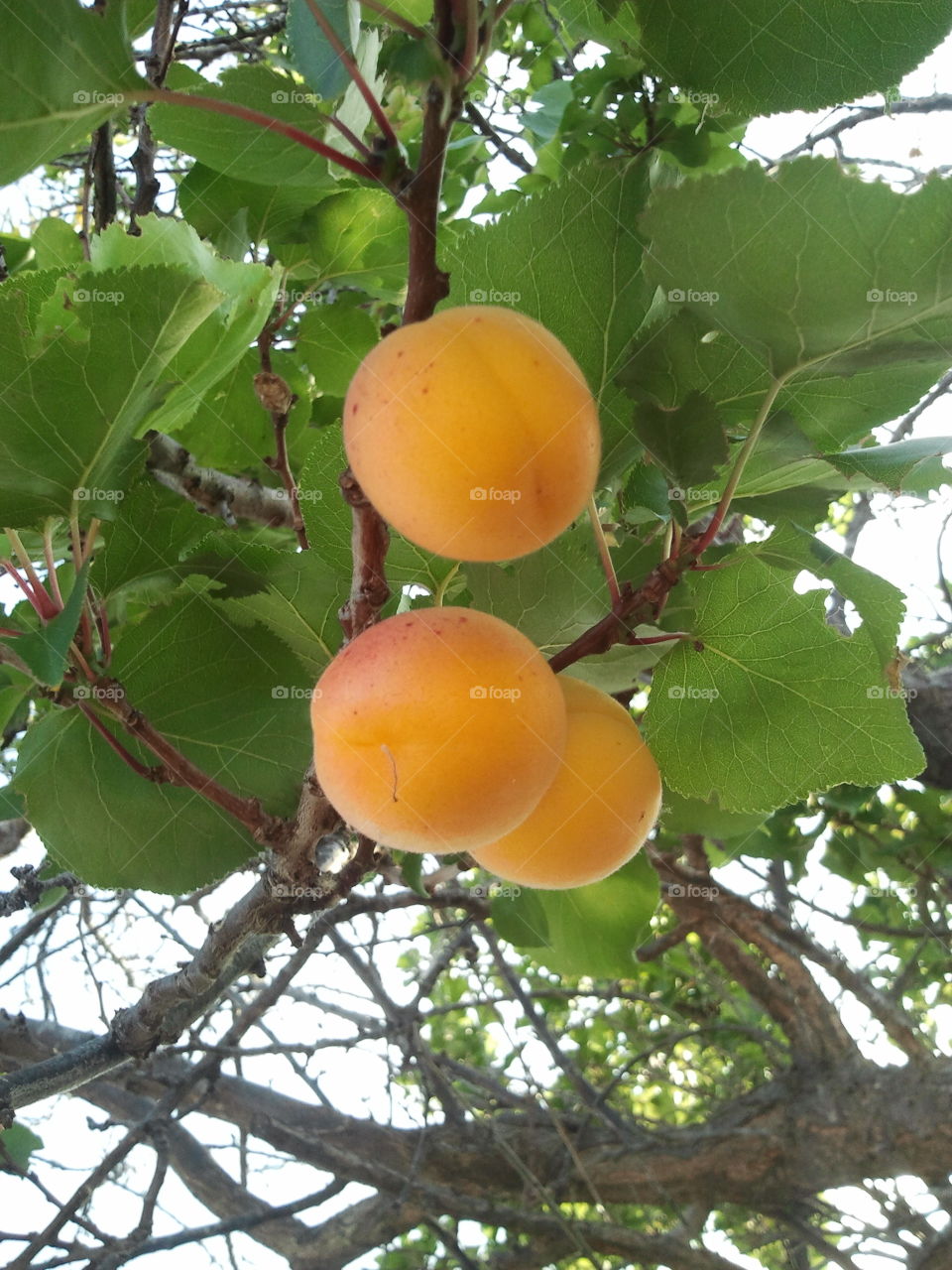 apricots