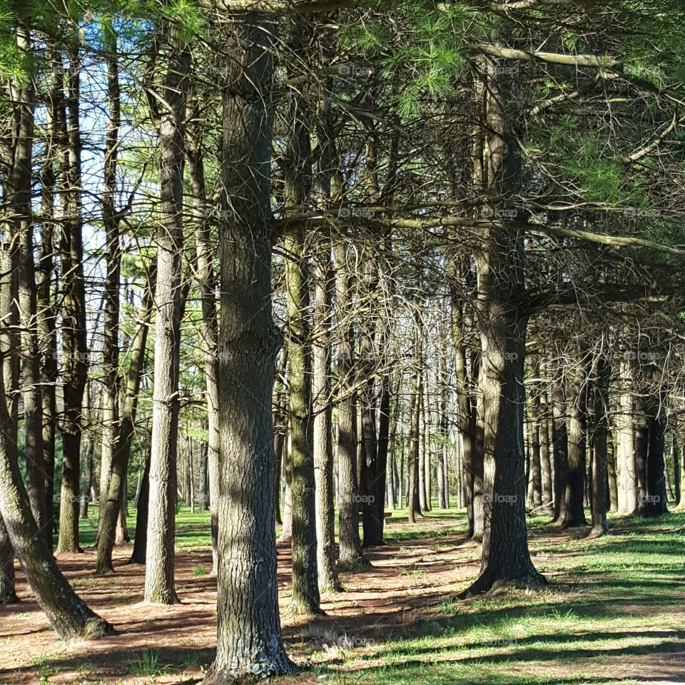 Trees growing in forest