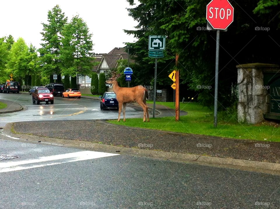 Buck Deer in Suburbia. Buck Deer in Suburb