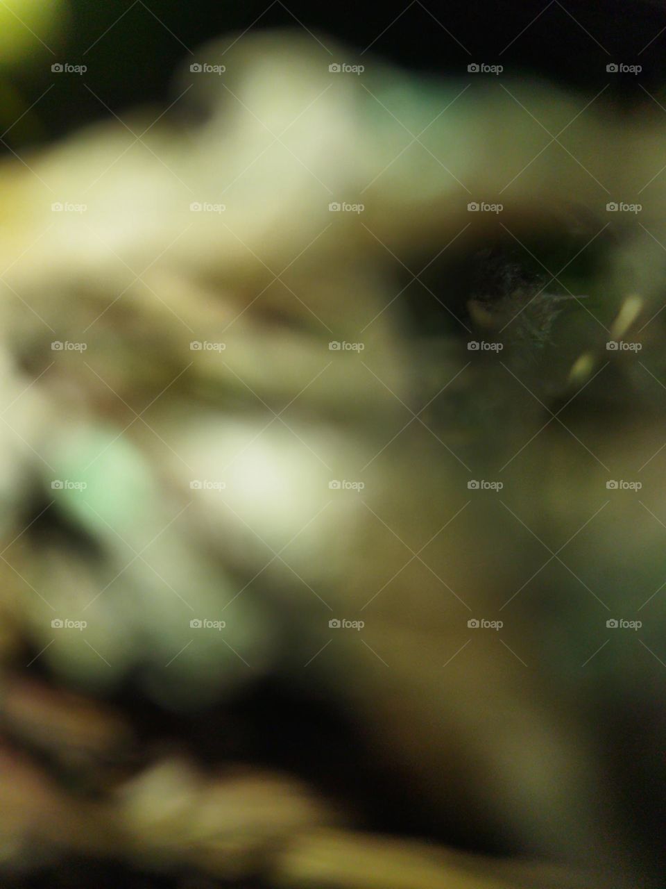 extraordinary photograph