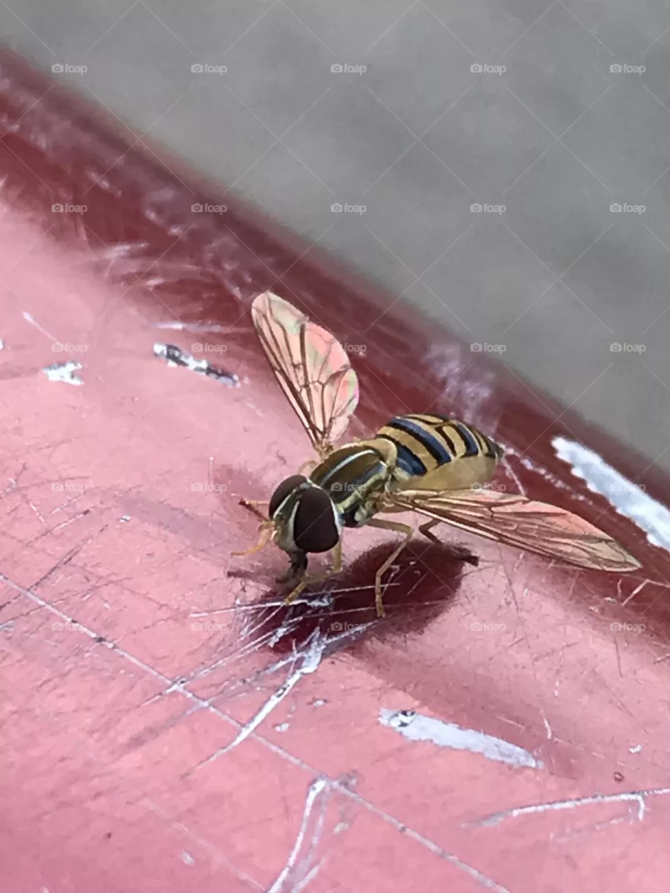 Baby bee