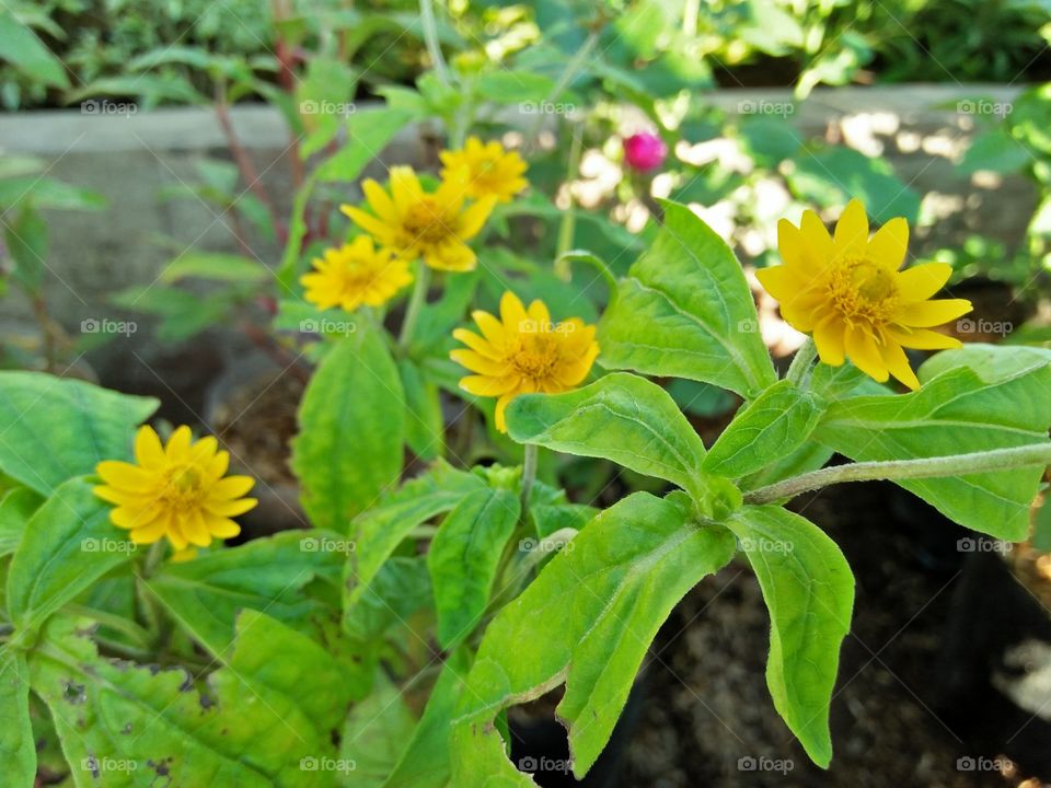 sun flowers