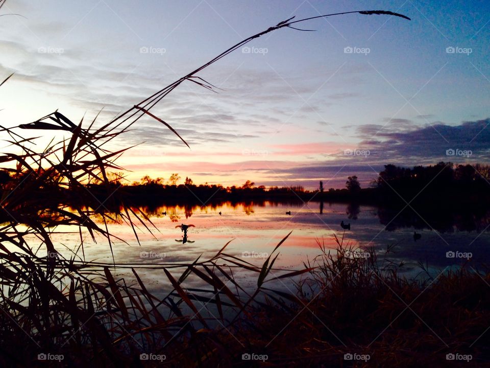 Daybreak over pond
