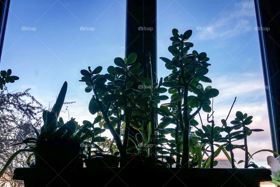 Houseplants in a big pot