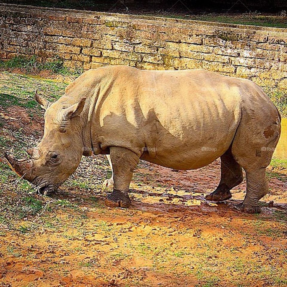 Zoo Rhinoceros