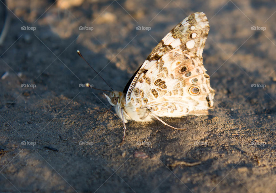 Nature, Butterfly, Animal, Summer, Insect