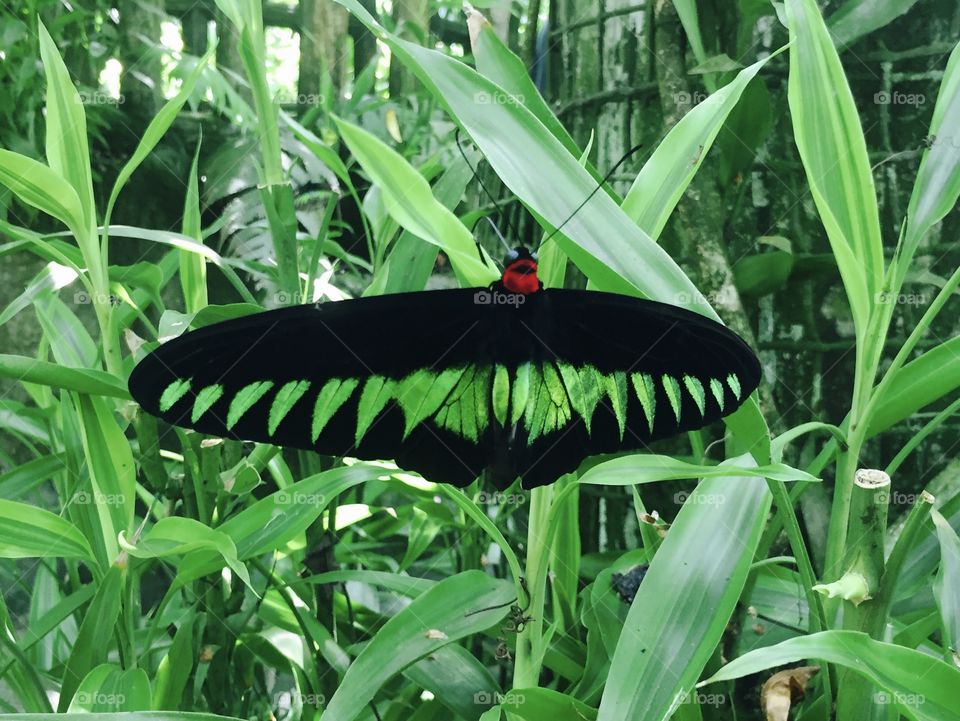 Black and green butterfly at the Kuala Lumpur butterfly garden, Malaysia
