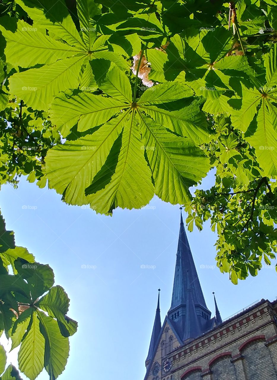 Church Kirche Blätter Kastanienbaum grün Sommer
