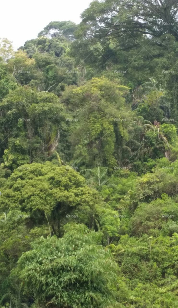 fresh n green at rain forest