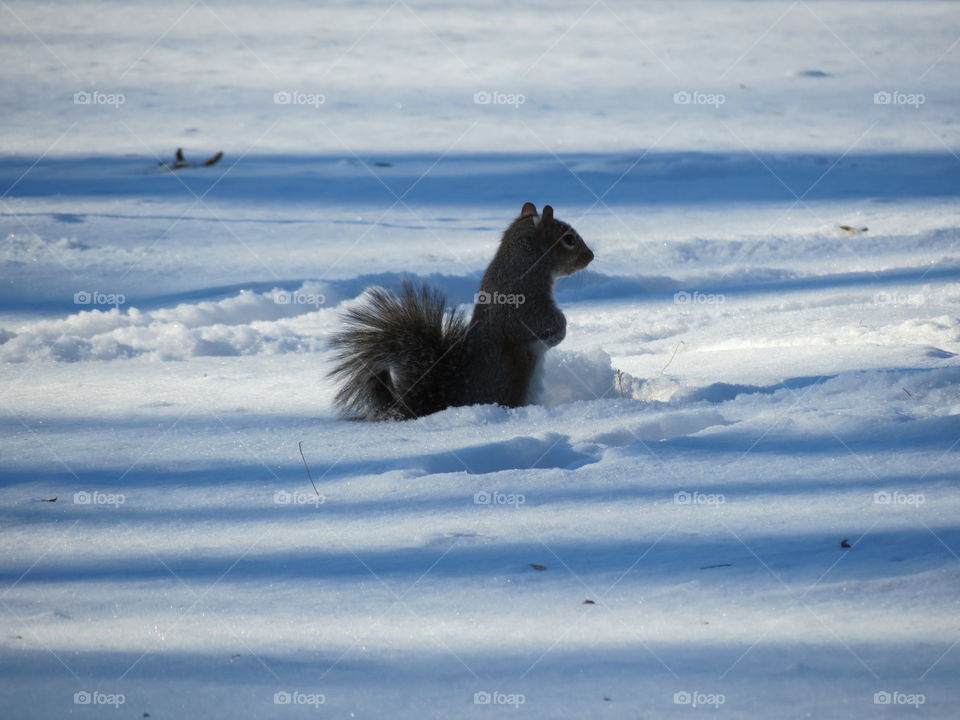 Squirrel in the snow