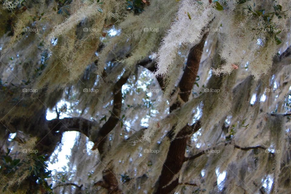 Spanish Moss covering a old southern oak