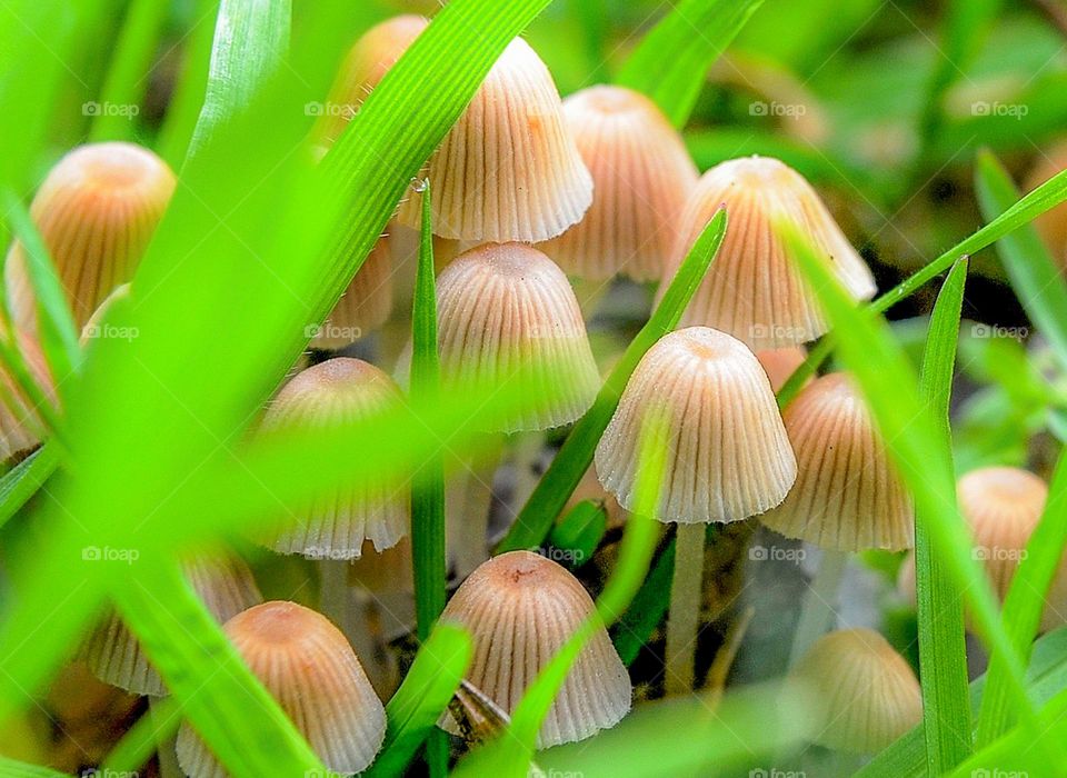 Mystical Mushrooms