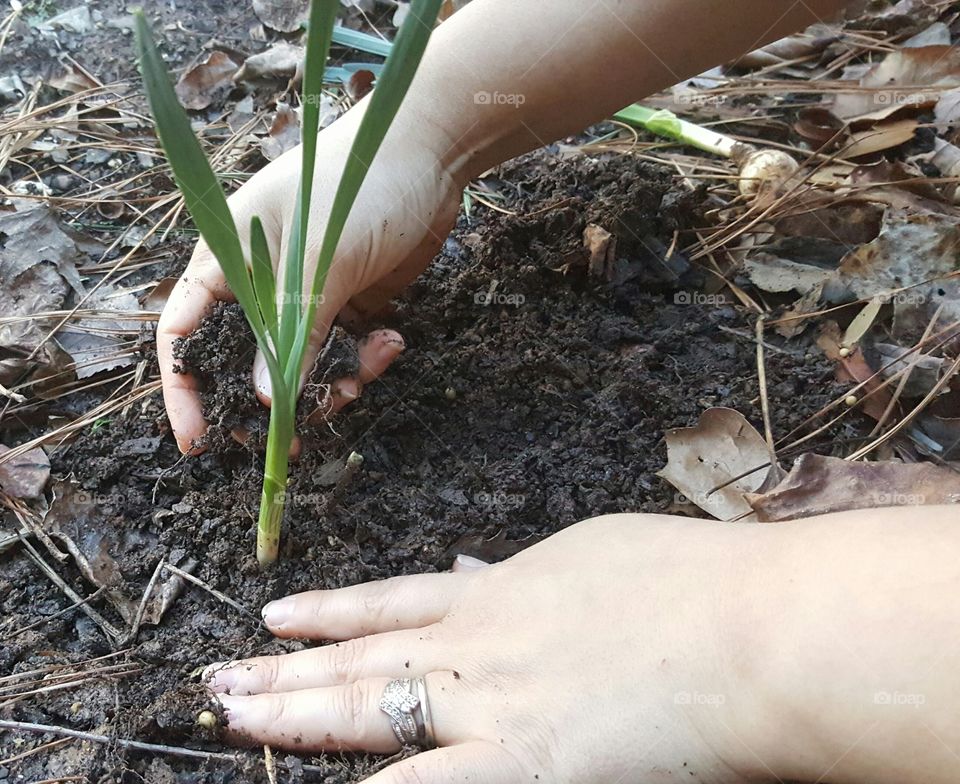 Planting