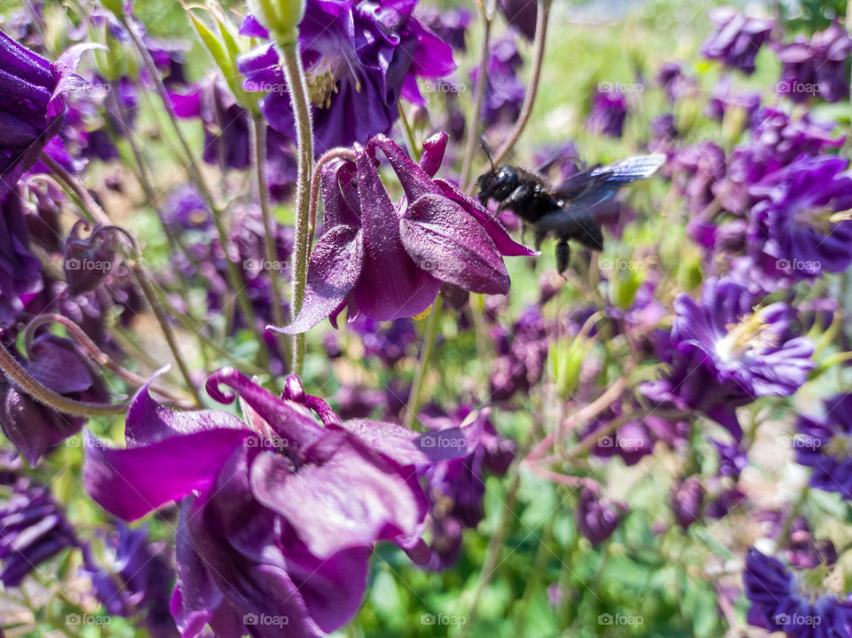 The purple carpenter bee is a species of solitary bee in the family Apidae. And the purple flowers of Aquilegia.