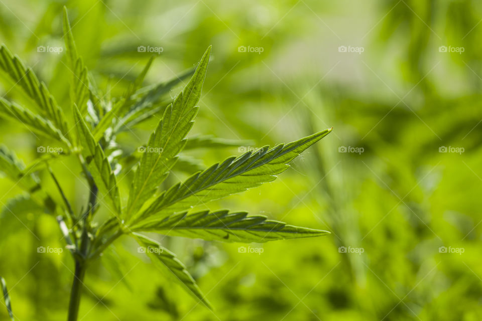 A green branch of Cannabis sativa (Cannabis indica, Marijuana) medicinal plant with leaves.