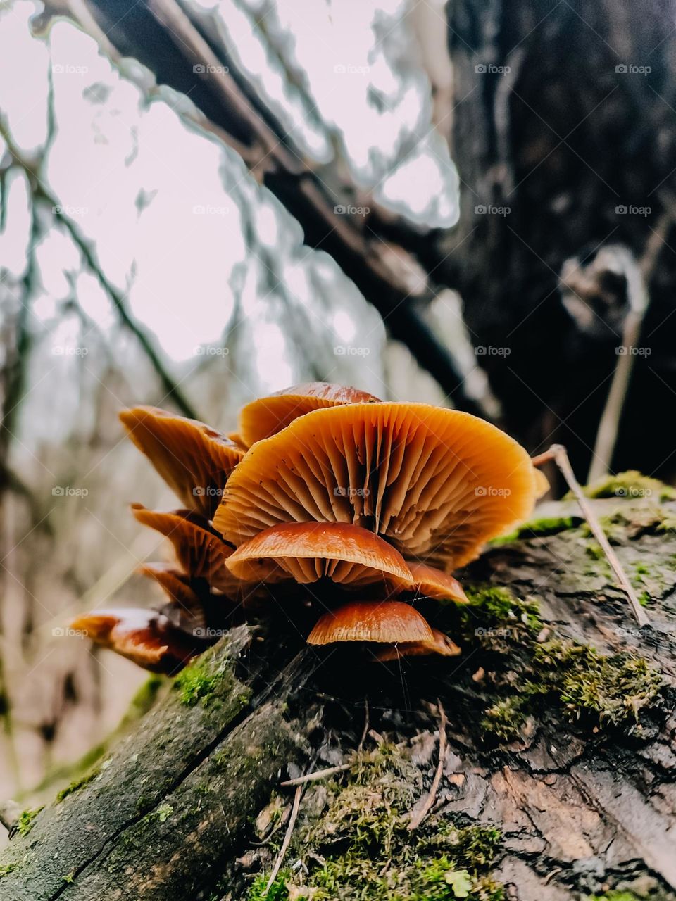 Orange cap winter mushrooms Flammulina velutipes growing on the tree trunk in winter forest
