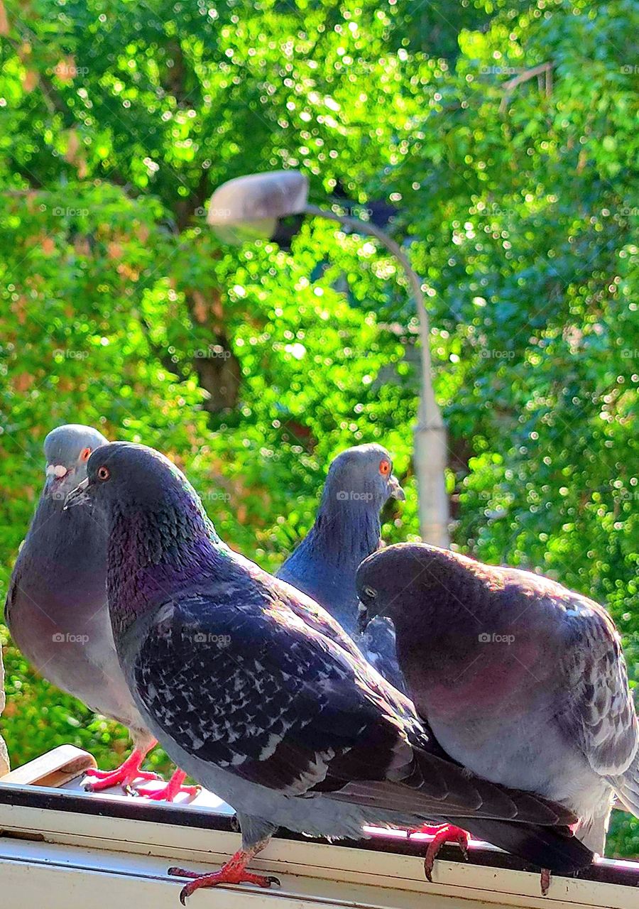 Four doves sit on an open window.  Green trees in the background