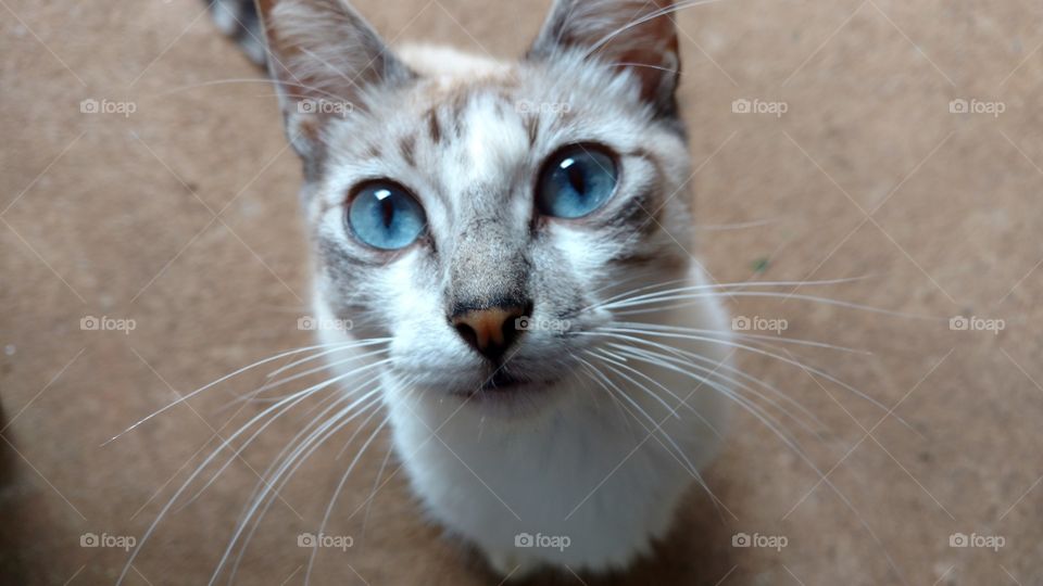 High angle view of cat