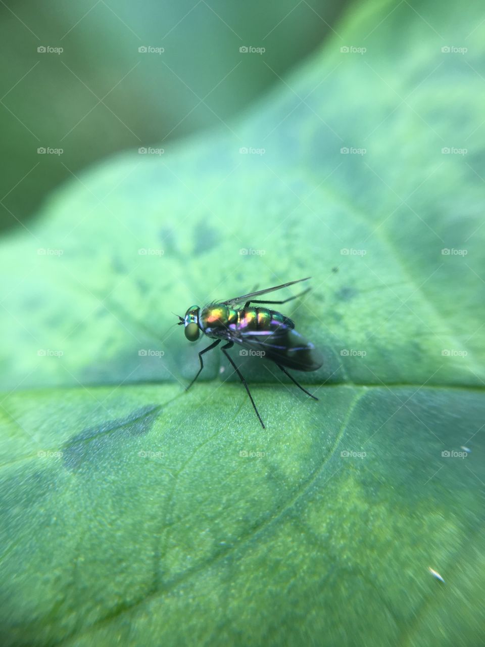 Tiny scintillating fly