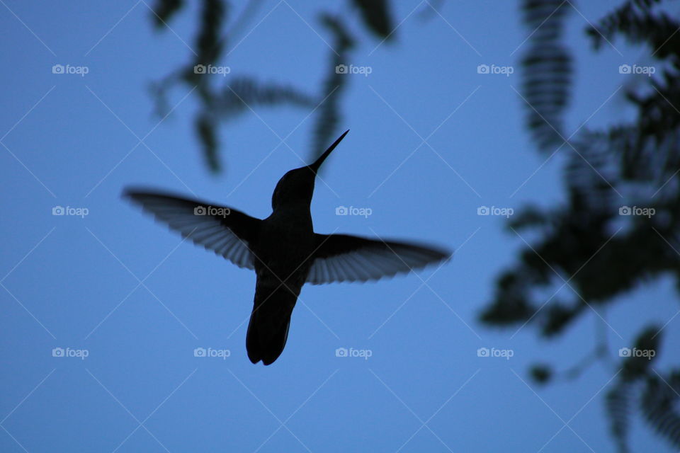 the blue sky and silhouette of flying hummingbird