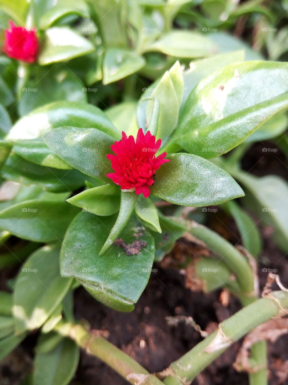 red and  green flora