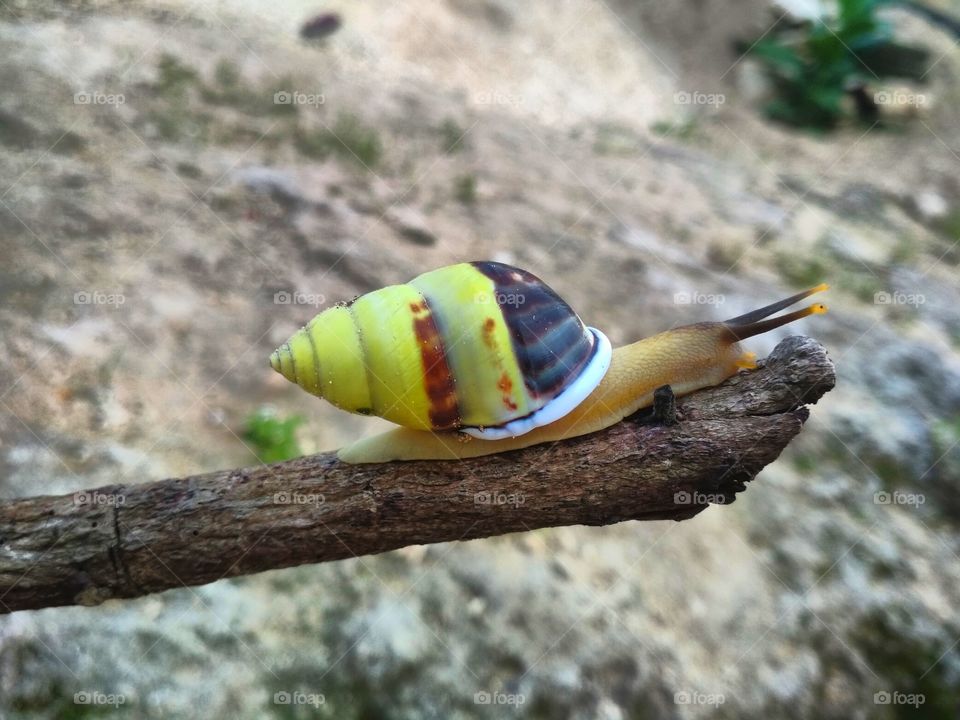 a small yellow snail