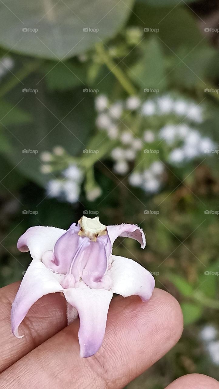 crown flower wild but very beautiful bees and bugs  are around it