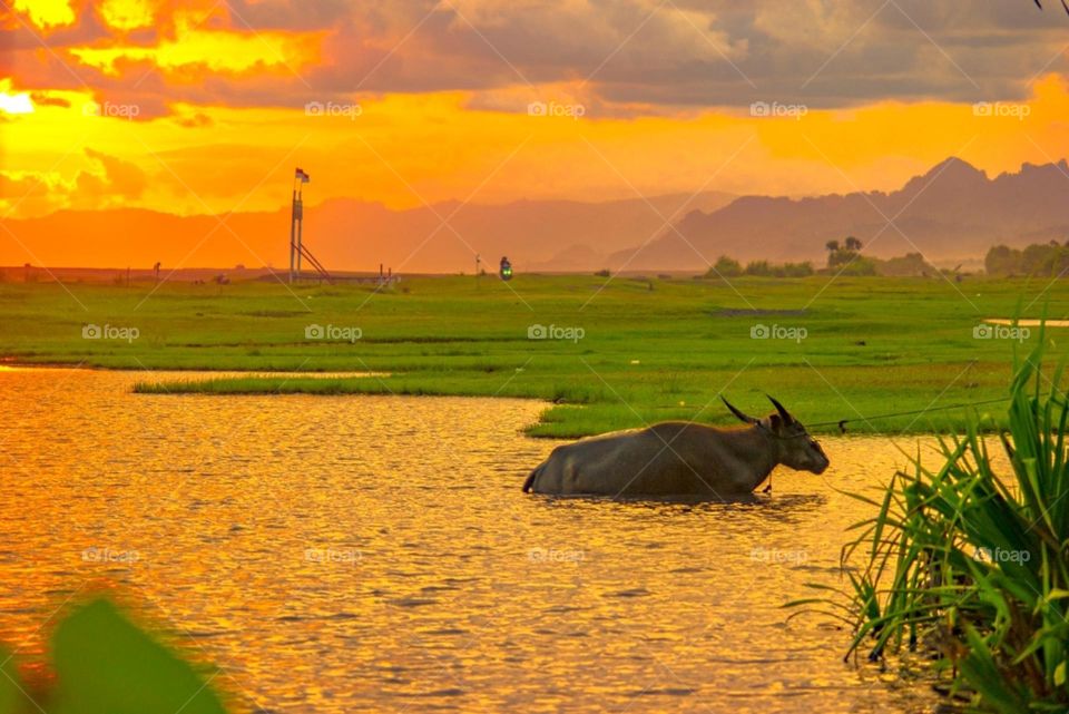 A Buffalo is soaking in a pond in the savannah