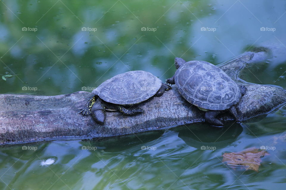  Nature Turtles in the pond