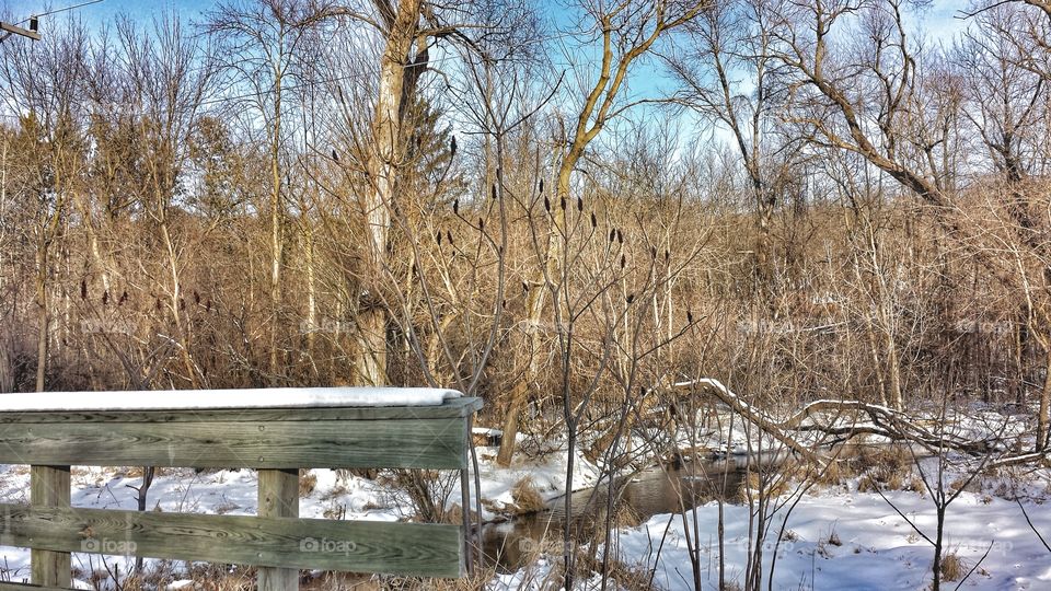 Creek in Winter