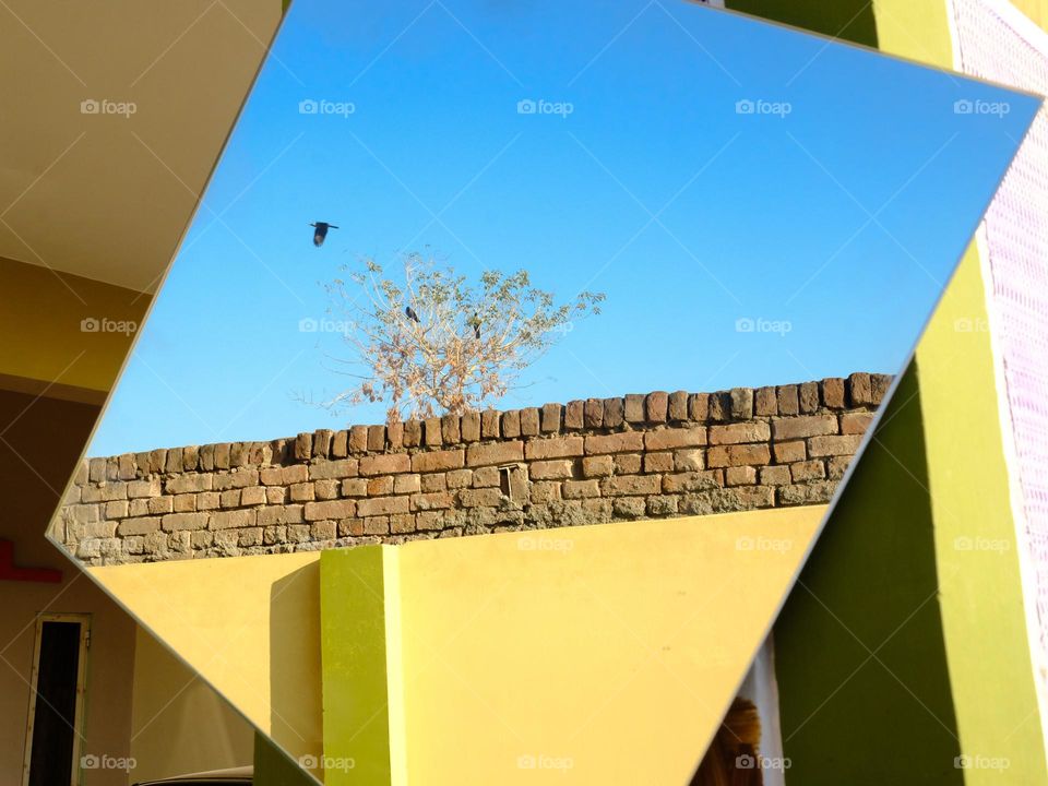 Reflection of a bird flying off a tree captured in a mirror at home