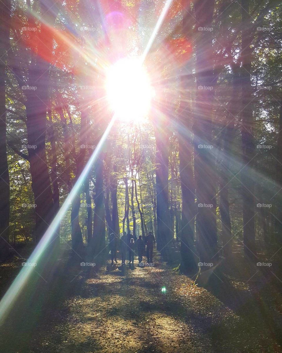 Forest walk