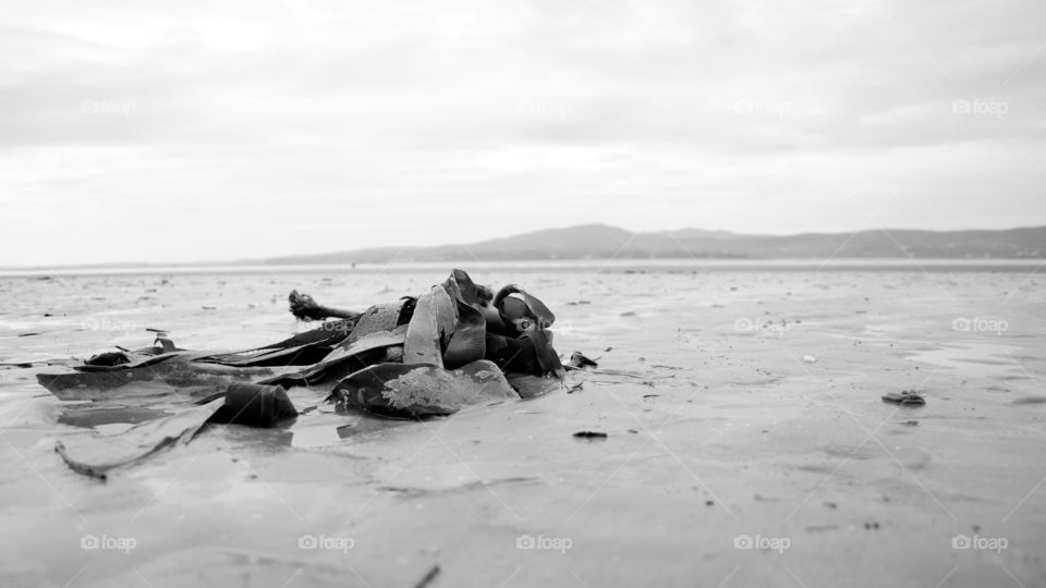 Sandy seaweed at the beach on a muggy day
