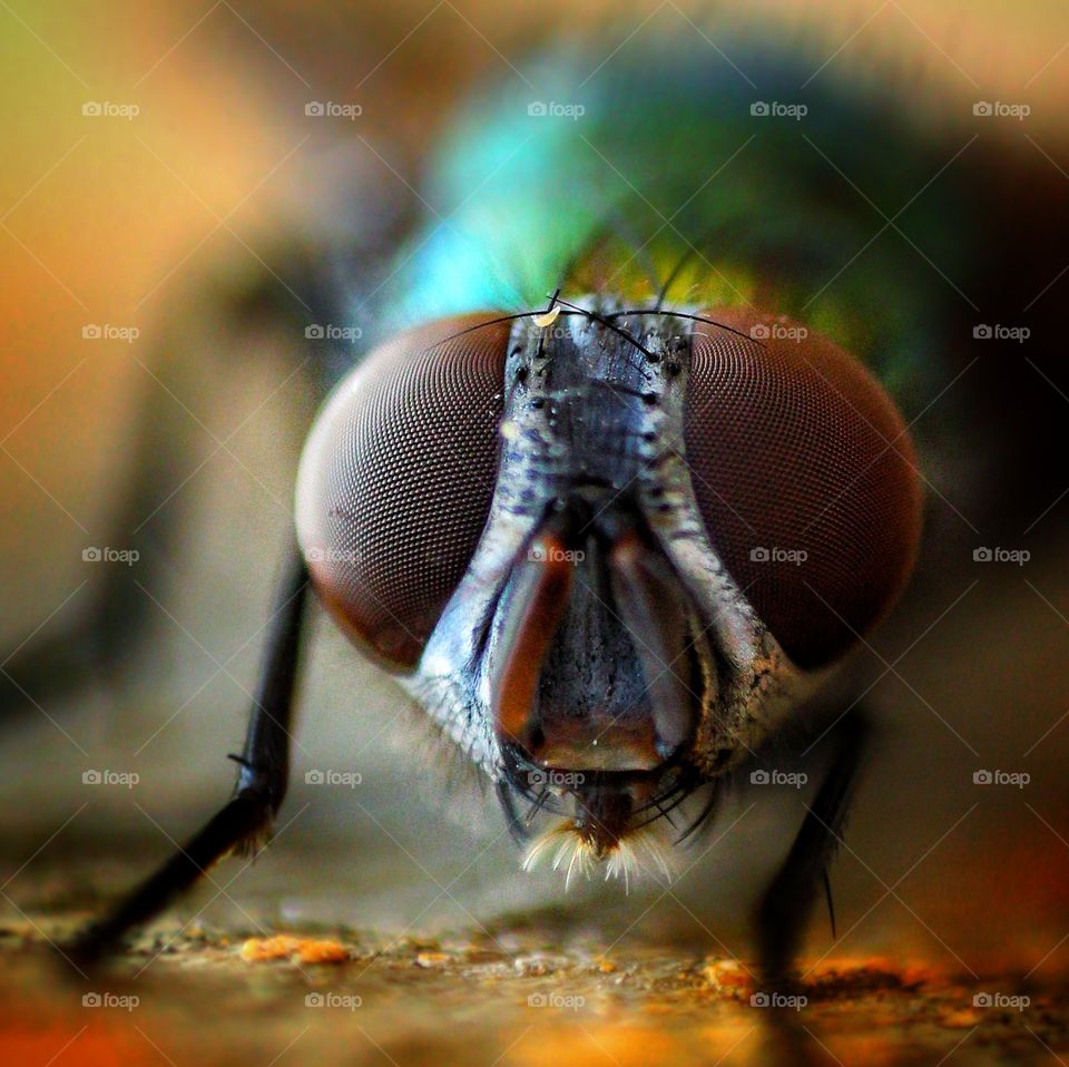 fly close up macro