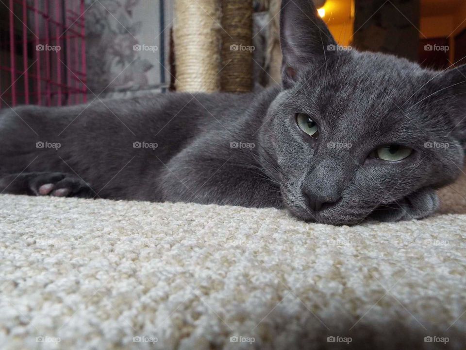 resting in front of the patio door