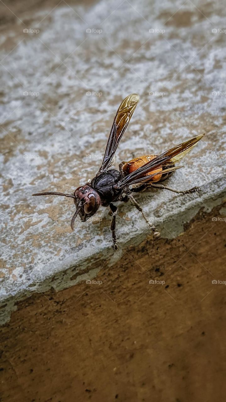 a bee perched on the floor