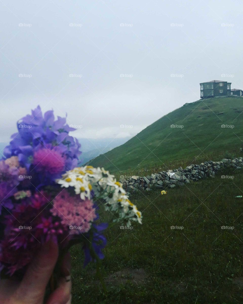 flowers colours beauty nature no human adventure mountains hike jump peace beauty Trabzon Turkey